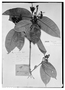 Field Museum photo negatives collection; Genève specimen of Myrcia mansoniana O. Berg, BRAZIL, A. L. P. da Silva Manso 4, Isotype, G