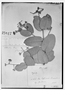 Field Museum photo negatives collection; Genève specimen of Myrcia ochroides O. Berg, BRAZIL, G. Gardner 2866, Isotype, G