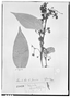 Field Museum photo negatives collection; Genève specimen of Myrcia oxyoentophylla Kiaersk., BRAZIL, A. F. M. Glaziou 8701, Isotype, G