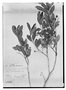 Field Museum photo negatives collection; Genève specimen of Myrcia palustris var. stictophylla O. Berg, URUGUAY, F. Sellow 1644, Possible type, G