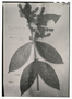Field Museum photo negatives collection; Genève specimen of Myrcia perforata O. Berg, BRAZIL, G. Gardner 4663, Isotype, G