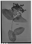 Field Museum photo negatives collection; Genève specimen of Myrcia phaeoclada var. alagoensis O. Berg, BRAZIL, G. Gardner 1295, Isotype, G