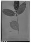 Field Museum photo negatives collection; Genève specimen of Myrcia pubipetala Miq., BRAZIL, P. C. D. Clausen 2073, Type [status unknown], G