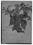 Field Museum photo negatives collection; Genève specimen of Myrcia salzmannii O. Berg, BRAZIL, P. Salzmann 283, Isotype, G