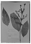 Field Museum photo negatives collection; Genève specimen of Myrcia sellowiana O. Berg, BRAZIL, F. Sellow 1056, Possible type, G