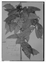 Field Museum photo negatives collection; Genève specimen of Myrcia rudidula Schltdl., MEXICO, C. J. W. Schiede 1675, Possible type, G