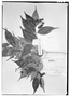 Field Museum photo negatives collection; Genève specimen of Myrcia sororia DC., Trinidad and Tobago, F. W. Sieber 111, Type [status unknown], G
