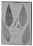 Field Museum photo negatives collection; Genève specimen of Myrcia superba O. Berg, BRAZIL, F. Sellow 1055, Possible type, G