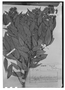 Field Museum photo negatives collection; Genève specimen of Myrcia vauthiereana O. Berg, BRAZIL, A.-C. Vauthier 393, Isotype, G