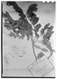 Field Museum photo negatives collection; Genève specimen of Myrtus mucronata var. thea (Griseb.) Griseb., ARGENTINA, G. H. E. W. Hieronymus 895, G