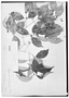 Field Museum photo negatives collection; Genève specimen of Eugenia macrocarpa Schiede, MEXICO, C. J. W. Schiede, Isotype, G
