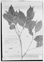 Field Museum photo negatives collection; Genève specimen of Eugenia maculata O. Berg, PERU, E. F. Poeppig 2409, Isosyntype, G