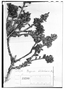 Field Museum photo negatives collection; Genève specimen of Eugenia weberbaueri Diels, PERU, A. Weberbauer 4176, Isolectotype, G