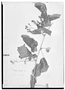 Field Museum photo negatives collection; Genève specimen of Urvillea dasycarpa Radlk., MEXICO, G. Andrieux 404, Type [status unknown], G