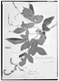 Field Museum photo negatives collection; Genève specimen of Thouinia serrata Radlk., MEXICO, H. G. Galeotti 7133, Type [status unknown], G