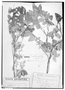 Field Museum photo negatives collection; Genève specimen of Thouinia ornifolia Griseb., ARGENTINA, P. G. Lorentz 42, Type [status unknown], G