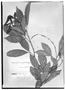 Field Museum photo negatives collection; Genève specimen of Allophylus camptrostachys Radlk., MEXICO, J. J. Linden, Type [status unknown], G