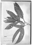 Field Museum photo negatives collection; Genève specimen of Matayba floribunda Radlk., MEXICO, J. J. Linden, Type [status unknown], G