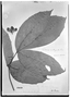 Field Museum photo negatives collection; Genève specimen of Paullinia acutangula Pers., PERU, H. Ruíz L., Type [status unknown], G