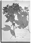 Field Museum photo negatives collection; Genève specimen of Paullinia anisoptera Turcz., GUYANA, R. H. Schomburgk 781, Type [status unknown], G