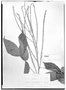 Field Museum photo negatives collection; Genève specimen of Paullinia faginea (Triana & Planch.) Radlk., COLOMBIA, J. J. Triana, Type [status unknown], G