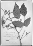 Field Museum photo negatives collection; Genève specimen of Paullinia ferruginea Casar., BRAZIL, G. Casaretto 1078, Type [status unknown], G