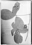 Field Museum photo negatives collection; Genève specimen of Paullinia granatensis Radlk., COLOMBIA, J. J. Linden 1360, Type [status unknown], G