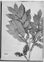 Field Museum photo negatives collection; Genève specimen of Paullinia pterophylla Triana & Planch., COLOMBIA, J. J. Triana, Type [status unknown], G