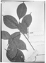Field Museum photo negatives collection; Genève specimen of Paullinia paullinioides Radlk., BRAZIL, R. Spruce 2169, Type [status unknown], G