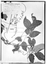 Field Museum photo negatives collection; Genève specimen of Serjania ampelopsis Triana & Planch., COLOMBIA, L. J. Schlim 153, Type [status unknown], G