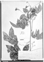Field Museum photo negatives collection; Genève specimen of Serjania chartacea Radlk., FRENCH GUIANA, F. M. R. Leprieur 331, Type [status unknown], G