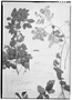 Field Museum photo negatives collection; Genève specimen of Serjania clematidifolia Cambess., BRAZIL, C. Gaudichaud-Beaupré 827, Type [status unknown], G