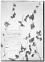 Field Museum photo negatives collection; Genève specimen of Serjania macrococca Radlk., MEXICO, G. Andrieux 484, Type [status unknown], G
