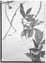 Field Museum photo negatives collection; Genève specimen of Serjania multiflora Cambess., BRAZIL, P. C. D. Clausen, Type [status unknown], G