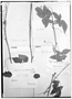 Field Museum photo negatives collection; Genève specimen of Serjania subtiplinervis Radlk., MEXICO, C. Jürgensen 410, Type [status unknown], G