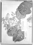 Field Museum photo negatives collection; Genève specimen of Bastardiopsis densiflora var. paraguariensis Hassl., PARAGUAY, T. Rojas, Type [status unknown], G