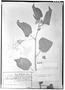Field Museum photo negatives collection; Genève specimen of Gaya meridionalis Hassl., PARAGUAY, K. Fiebrig 1313, Type [status unknown], G