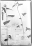 Field Museum photo negatives collection; Genève specimen of Pavonia belophylla Hochr., PARAGUAY, É. Hassler 4602, Isotype, G