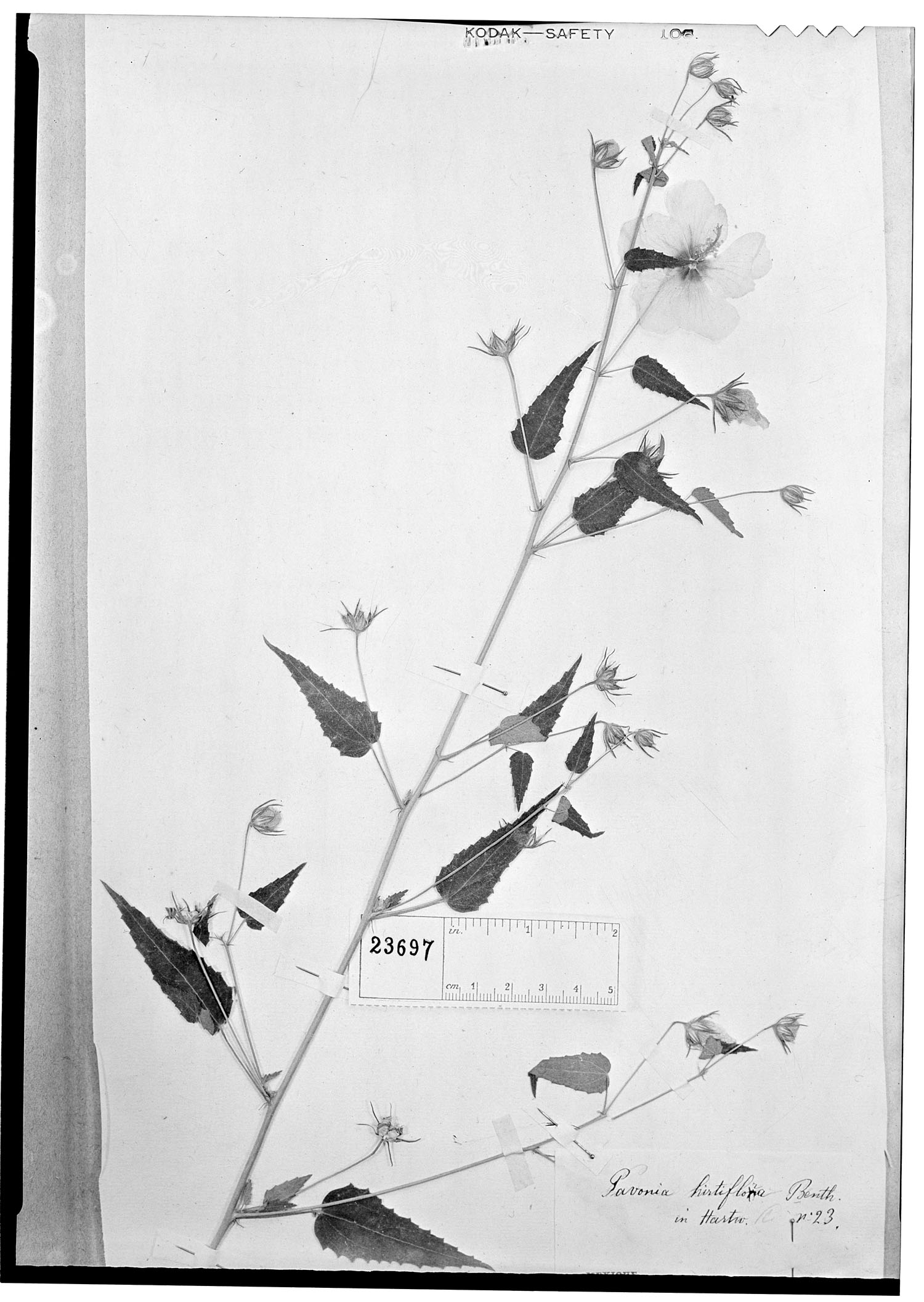 Pavonia hirtiflora image