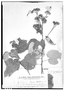 Field Museum photo negatives collection; Genève specimen of Pavonia hassleriana Chodat, PARAGUAY, É. Hassler 6785, G