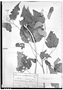 Field Museum photo negatives collection; Genève specimen of Pavonia matrogrossensis var. lobata Hassl., PARAGUAY, K. Fiebrig 4418, Holotype, G
