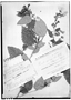 Field Museum photo negatives collection; Genève specimen of Pavonia sepium var. balansae Gürke, PARAGUAY, B. Balansa 1622, Isotype, G