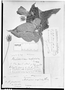 Field Museum photo negatives collection; Genève specimen of Malvaviscus cuspidatus Turcz., VENEZUELA, H. G. Galeotti 372, Type [status unknown], G