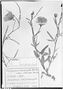 Field Museum photo negatives collection; Genève specimen of Cienfuegosia heterophylla subsp. subternata Hassl., PARAGUAY, K. Fiebrig 4022, Type [status unknown], G
