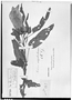 Field Museum photo negatives collection; Genève specimen of Hibiscus lambertianus var. glabra Gürke, ARGENTINA, C. H. Bacle 142, Type [status unknown], G