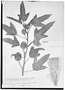 Field Museum photo negatives collection; Genève specimen of Hibiscus lambertianus var. lobata Chodat & Hassl., PARAGUAY, É. Hassler 7249, Type [status unknown], G