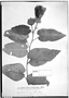 Field Museum photo negatives collection; Genève specimen of Hibiscus selloi var. paraguariensis Chodat & Hassl., PARAGUAY, É. Hassler 8004, Type [status unknown], G