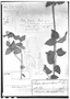 Field Museum photo negatives collection; Genève specimen of Sida emilei Hochr., PARAGUAY, K. Fiebrig 4137, Type [status unknown], G