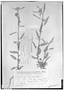Field Museum photo negatives collection; Genève specimen of Sida multicrena var. breviaristata (Hassl.) Hochr., PARAGUAY, É. Hassler 7508, G