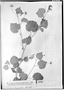 Field Museum photo negatives collection; Genève specimen of Pseudabutilon callimophum (Hochr.) R. E. Fr., PARAGUAY, É. Hassler 2362, Type [status unknown], G